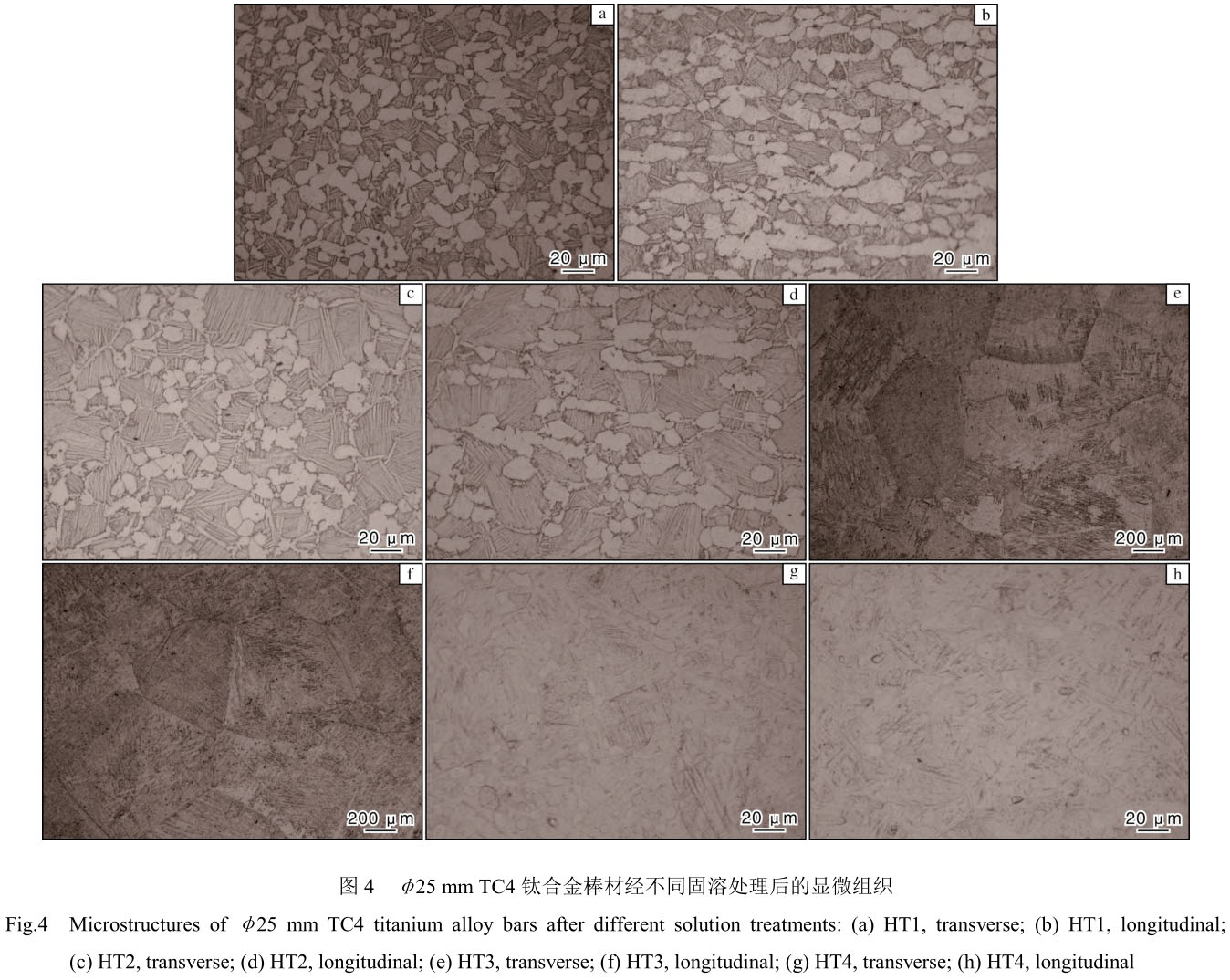 1708399206869138.jpg t4.jpg